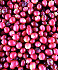 Nicaragua La Fortuna – Specialty Grade Organic Co – Single Origin – Medium Roast