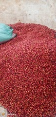 Ethically Sourced Kenya AA Arabica Coffee – 100% Pure Medium Roast Beans 2 LB
