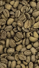 Green Unroasted Coffee Beans – 1 Pound (Indonesia Sumatra Mandheling Grade 1)