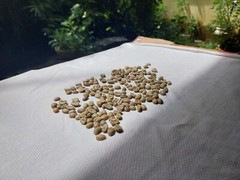 6 lb, le Cafe de Bondowoso – Arabica Coffee