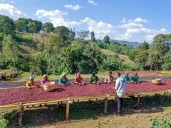 Ethiopian Yirgacheffe