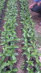 10 lbs BOLIVIA FAIR TRADE ORGANIC (FTO) AA GREEN COFFEE BEANS FREE SHIPPING