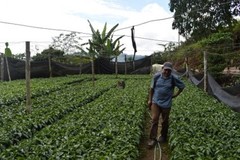 10 lbs BOLIVIA FAIR TRADE ORGANIC (FTO) AA GREEN COFFEE BEANS FREE SHIPPING