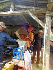 Lavanta Coffee Bali Paradise Arabica Green or Roasted Coffee
