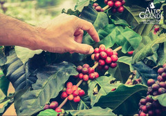 Premium Whole Bean Coffee – 2 Lbs (2-Pack)