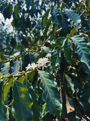 2 LB ETHIOPIA, 87 CUP SCORE UNROASTED GREEN COFFEE BEANS TWO POUND