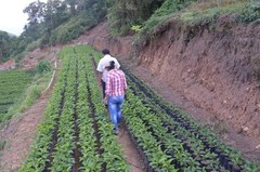 10 lbs Bolivia Microlot: Celso Mayta -Cafe Golondrina FREE SHIPPING
