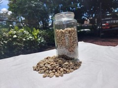 6 lb, le Cafe de Bondowoso – Arabica Coffee