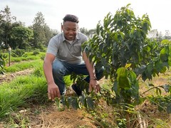 Kenya Peaberry Specialty Grade of Premium Arabica Green Coffee Beans