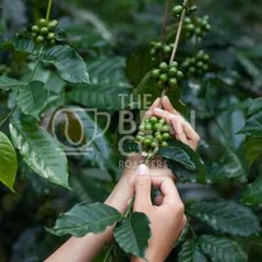 THE BEAN CO Monsoon Malabar AA (Pour Over/Drip, 250 g) Free Shipping World Wide