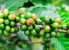 5 LB TANZANIA GREEN COFFEE WHOLE BEAN – ARABICA
