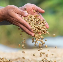 Ethiopia Harrar natural, unroasted green coffee, Grade 1, cooperative, 4lbs