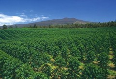 100% Hawaiian Kona Coffee Beans Medium Roasted 6 Pounds