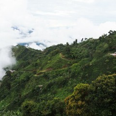 100% Jamaican Blue Mountain Coffee Beans Dark Roasted Daily 2 to 10 Pounds