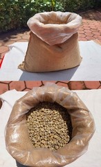 6 lb, Maison du Cafe de Bondowoso – Kopi Luwak / Civet Coffee Arabica Bean
