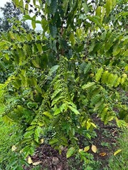 100% Kona Hawaiian Peaberry Unroasted Coffee Beans – 10 Pounds Newest Crop 2023