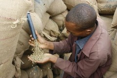 Ethiopia Harrar natural, unroasted green coffee, Grade 1, cooperative, 4lbs