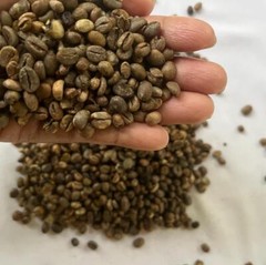 Ceylon Coffee Beans Unroasted 100% Organic Pure Fresh Natural Best Quality 100g