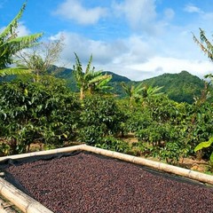 5 lb PANAMA BOQUETE ROASTED COFFEE BEANS WHOLE BEAN – ARABICA – MEDIUM ROAST