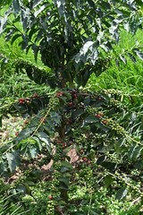 Kenya Peaberry Specialty Grade of Premium Arabica Green Coffee Beans