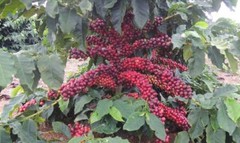 2lb/40lb – Brazil Peaberry – Specialty Grade – Unroasted Green Coffee Beans