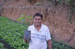 66 lbs Bolivia Microlot: Celso Mayta (Café Golondrina) $49 flat shipping