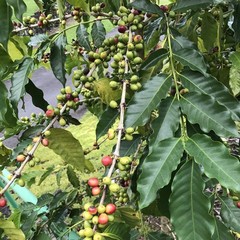 Kona Coffee Whole Bean 5 lbs – Medium Roast Hawaiian Blend, 100% Arabica, Sustai