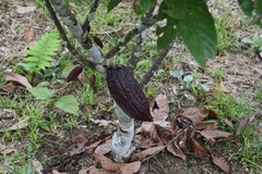 3lbs Bolivia Organic-certfied, Improved Walikeewa Unroasted Cacao Beans NEW CROP