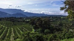 5 LBS PANAMA BOQUETE GREEN UNROASTED COFFEE BEANS – ARABICA
