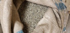 5 LB INDONESIA SUMATRA MANDHELING UNROASTED GREEN COFFEE BEANS – ARABICA