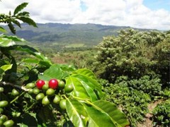 Brazilian Yellow Bourbon Coffee Beans Medium Roasted Daily 5 Pounds 1 Pound Bags