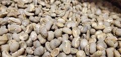 5 LB INDONESIA SUMATRA MANDHELING UNROASTED GREEN COFFEE BEANS – ARABICA