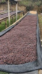 Panama Coffee Finca Dos Jefes Estates. Direct Trade 🤝🏼 Fair Wage. Natural Dark