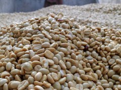 Guatemalan Harmony – (Medium Roast) 312g, 11oz Bag
