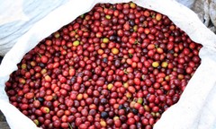 100% Hawaiian – Kona Coffee Beans Medium Roasted 2 / 10 Pounds