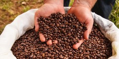 2 lb 5 lb 10 lb COLOMBIA EXCELSO FRESH ROASTED SINGLE ORIGIN COFFEE – ARABICA