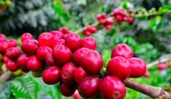5 LB TANZANIA GREEN COFFEE WHOLE BEAN – ARABICA