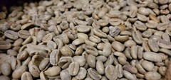 5 LBS PAPUA NEW GUINEA UNROASTED GREEN COFFEE BEANS – ARABICA