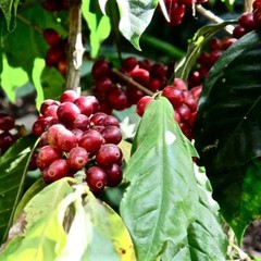 ZBEST! Fresh Hand Wash Ethiopian Roasted Seattle’s Best Zbuna Coffee!