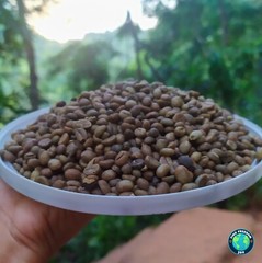 Ceylon Dried Homemade Coffee Beans 100% Organic Dry Bean Seeds Free Shipping