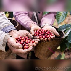 DoiTung Whole Bean Coffee, 100% Arabica, Single Origin 7.05 oz (200 g)【US DDP】