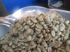 Organic Arabica Green Coffee Beans direct from the Malnad estates 100gms