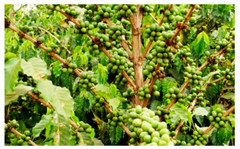 Unroasted Coffee Bean – 5lb – single Origin from Tanzania Peaberry Kilimanjaro