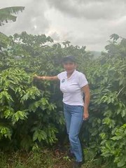 Jamaican Blue Mountain Coffee Beans Medium Roasted 12 Pounds In 1 Pound Bags