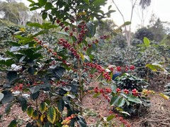 1 LB HIGH ALTITUDE PERUVIAN PERU UNROASTED GREEN COFFEE BEANS – ORGANIC ARABICA