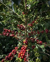 COLOMBIAN PROANOW COFFEE BEANS MEDIUM ROASTED 5 POUNDS