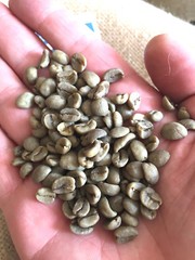 Swiss Water Decaf – 5 lbs. – Green Colombia Coffee Beans For Home Roasters