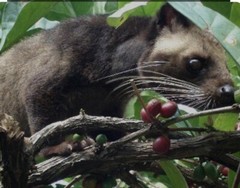 0.5lb 100% Certified Wild Kopi Luwak—Freshly Roasted To Order! READ DESCRIPTION!