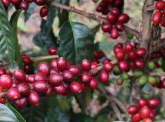 Guatemala Premium Green Coffee Beans Raw Unroasted Specialty Grade