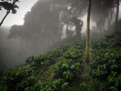 100 % Jamaican Blue Mountain Coffee Beans Dark Roasted Daily 2 Bags 1 Pound Each
